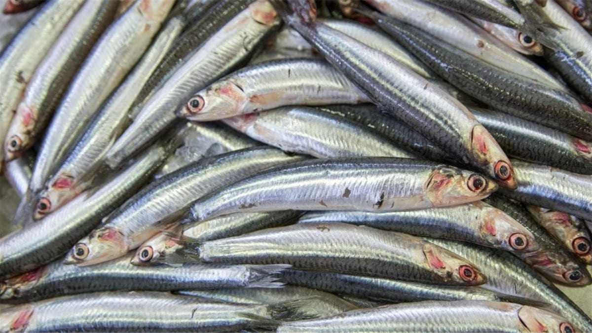  Alteração dos limites diários na pesca de biqueirão 