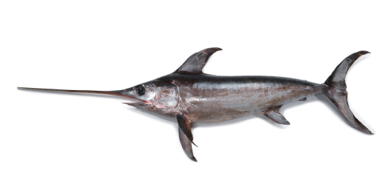  Addendum to Order No. 17/DG/2024 - Swordfish catch ban 