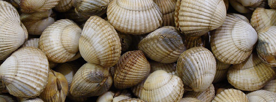  Medidas de gestão da apanha e pesca de bivalves no Rio Lima 