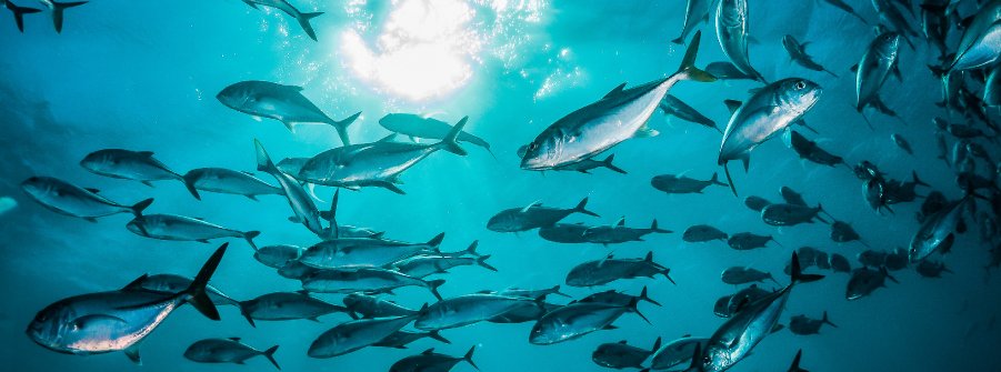  Sistema eletrónico CATCH - sessão de divulgação 