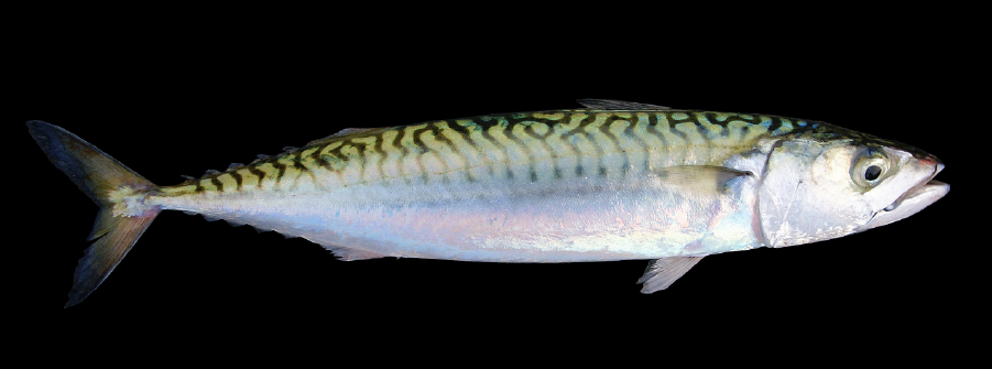  Nova Portaria redefine modelo de gestão da quota de sarda para 2026 