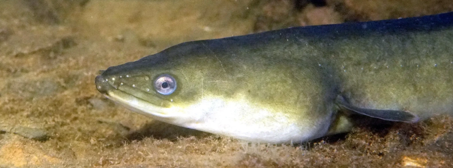  Períodos de defeso peixes migradores diádromos para 2026 