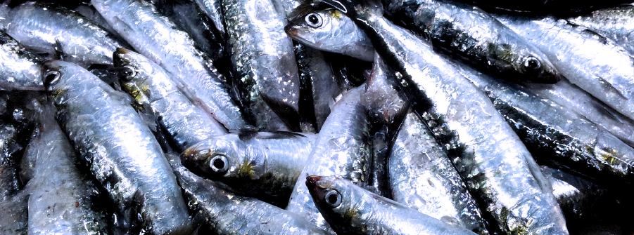  Alteração excecional do período de interdição de captura de sardinha com cerco durante 48 horas para o fim de semana de 21 e 22 de junho 