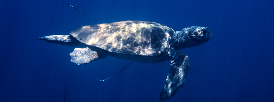  Plano de ação para minimização das capturas acidentais de aves, mamíferos e répteis marinhos – Consulta pública 