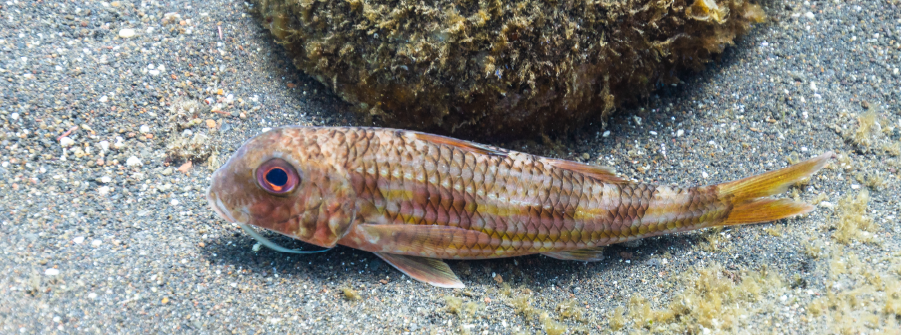  Consulta Alteração da regulamentação relativa à pesca com redes de emalhar 