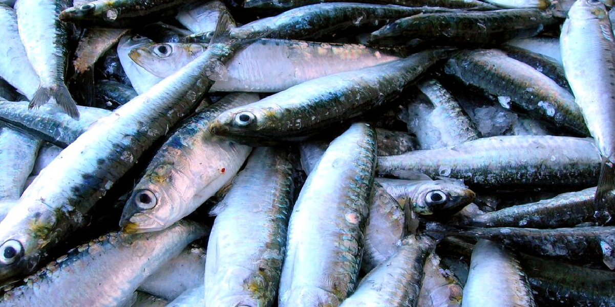  MEDIDAS DE GESTÃO RELATIVAS À PESCA DA SARDINHA 