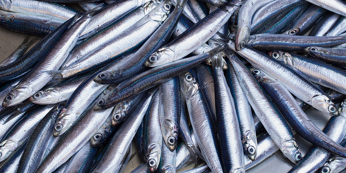  Alteração dos limites diários na pesca de biqueirão 