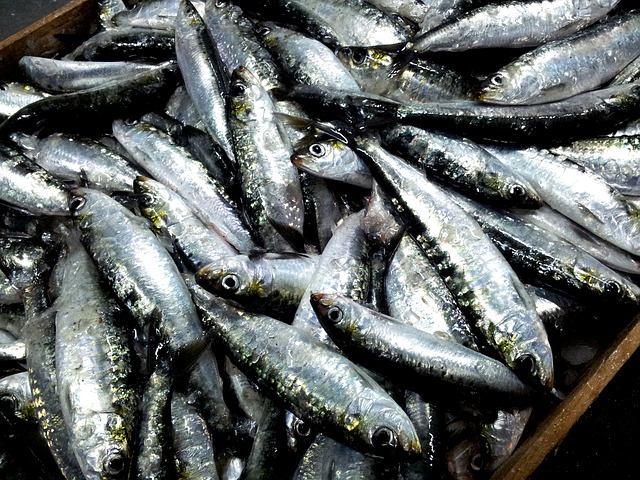  Alteração excecional do período de interdição de captura de sardinha com cerco durante 48 horas para o fim-de-semana de 22 e 23 de junho 