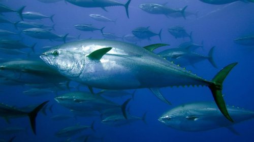  FECHO DA PESCA DE ATUM RABILHO PARA A PESCA TURÍSTICA 