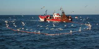  Closure of red seabream fisheries (SBR/09-) 