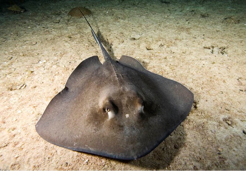  Closure of Undulate ray fisheries (RJU/9-C) 